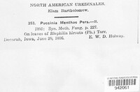 Puccinia menthae image